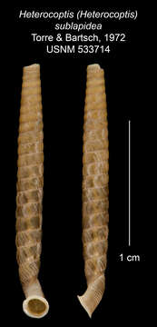 Imagem de Heterocoptis sublapidea C. de la Torre & Bartsch 1972