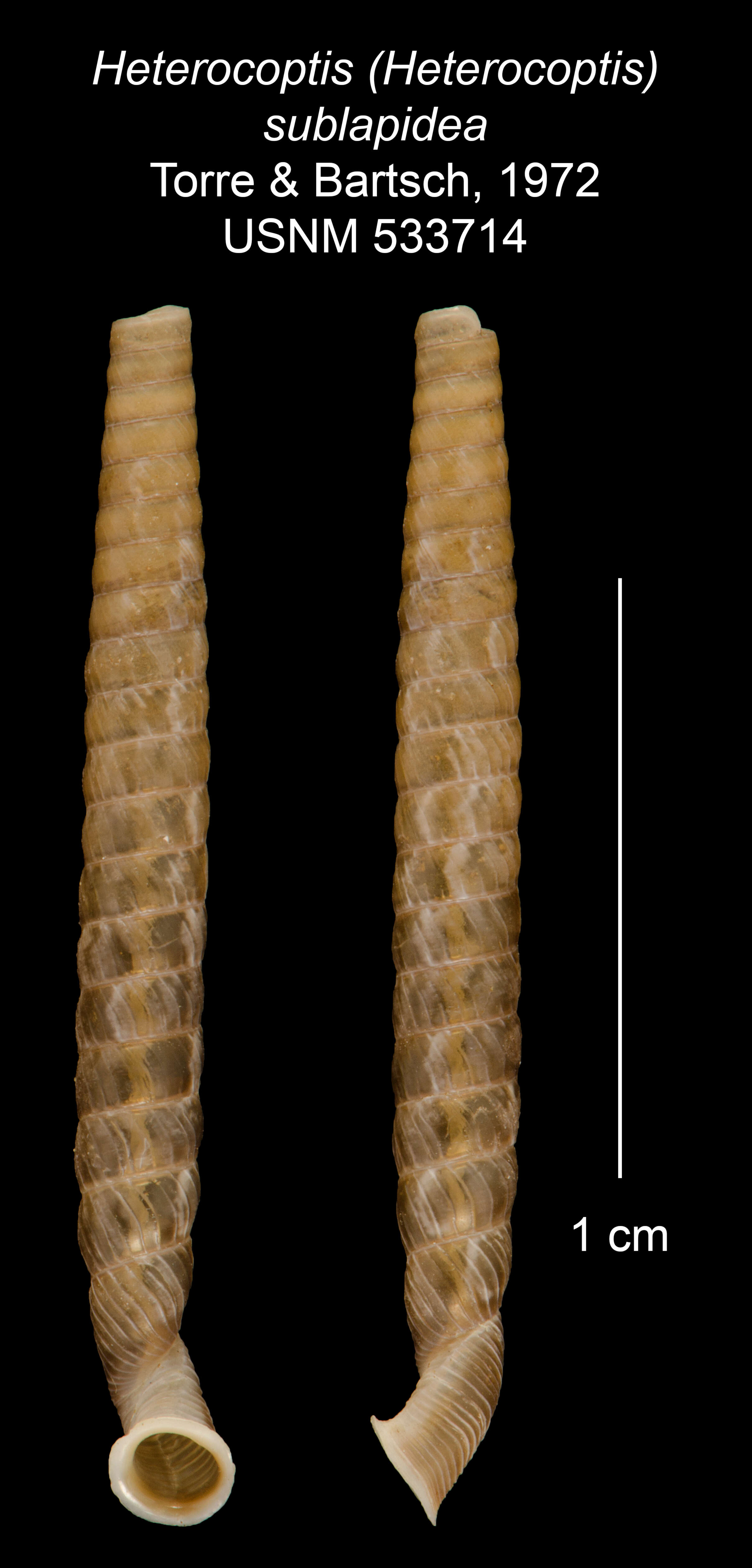 Imagem de Heterocoptis sublapidea C. de la Torre & Bartsch 1972