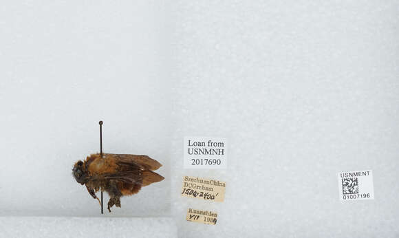 Image of Bombus atripes Smith 1852