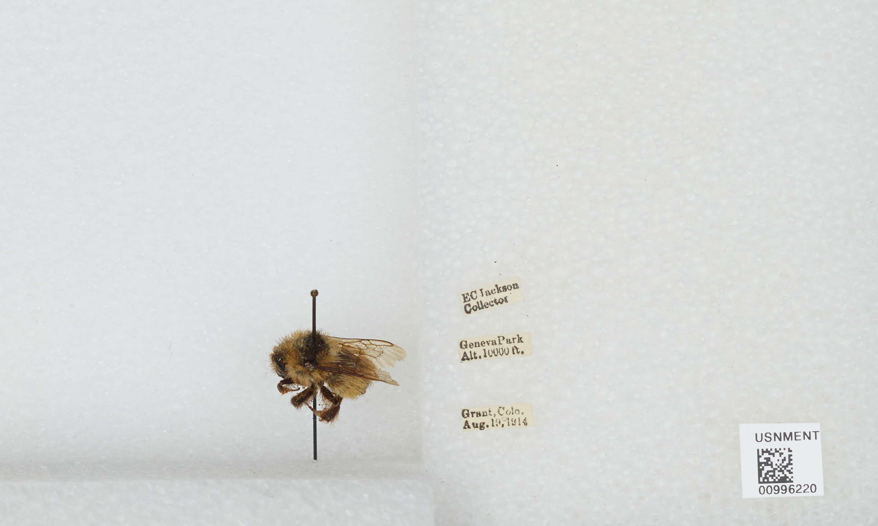 Imagem de Bombus appositus Cresson 1879