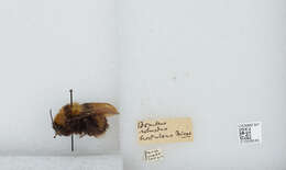 Plancia ëd Bombus hortulanus Friese 1904