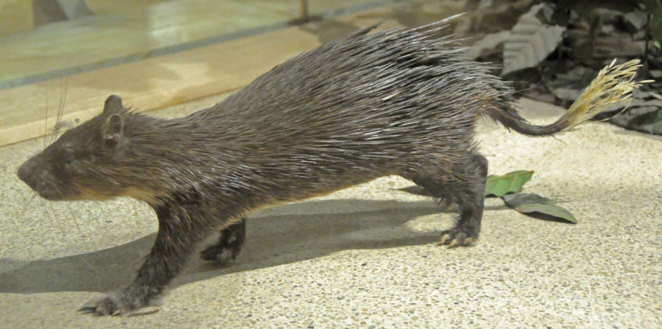 Image of Brush-tailed porcupine