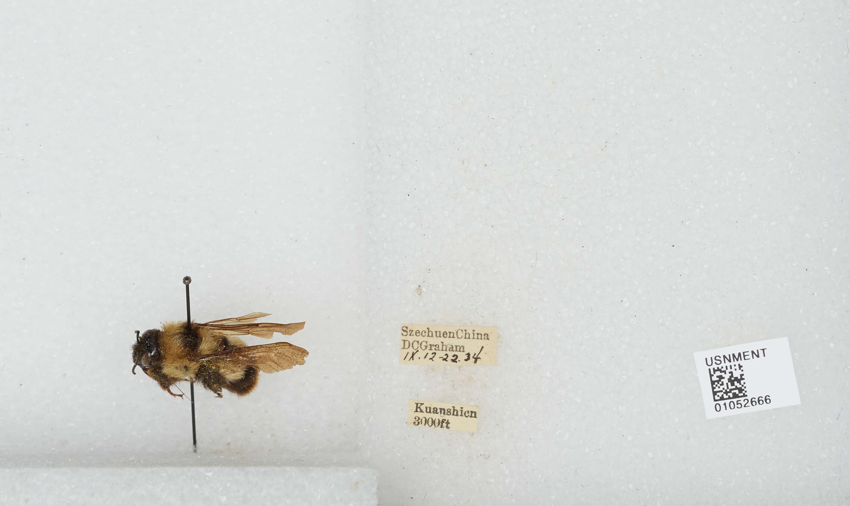 Image of Bombus Latreille 1802