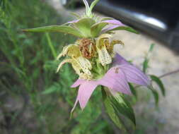 Imagem de Monarda punctata L.