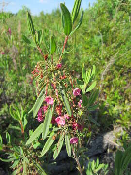 Image of sheep laurel