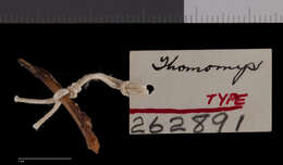 Image of Thomomys talpoides kaibabensis Goldman 1938