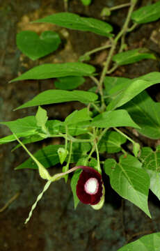 Image of Aristolochia L.