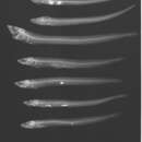 Plancia ëd Gobitrichinotus radiocularis Fowler 1943