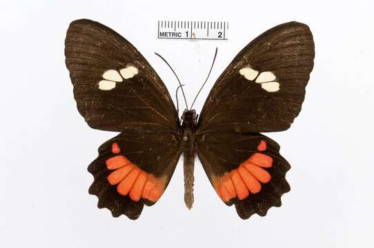 Image of Parides iphidamas (Fabricius 1793)