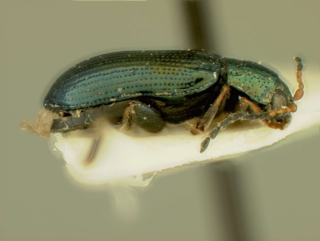 Image of Crepidodera Chevrolat 1836