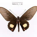 Image of Parides quadratus (Staudinger 1890)