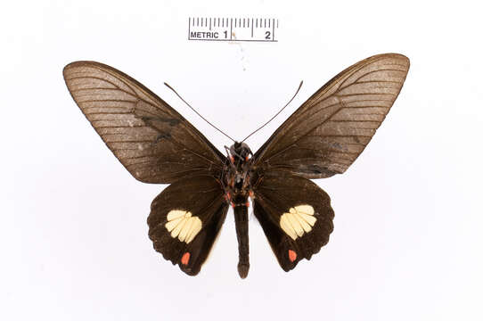 Image of Parides quadratus (Staudinger 1890)