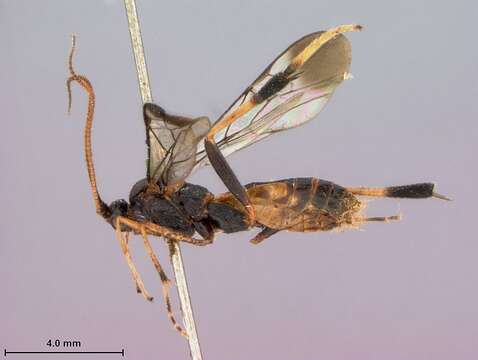 Image of Stantonia carinata Braet & Quicke 2004