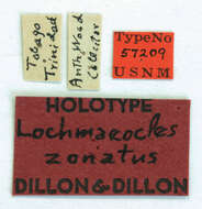 Image of Lochmaeocles zonatus Dillon & Dillon 1946