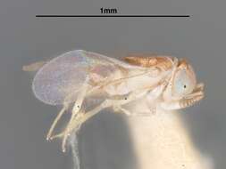 Image de Pseudaphycus alveolatifrons Gahan 1946