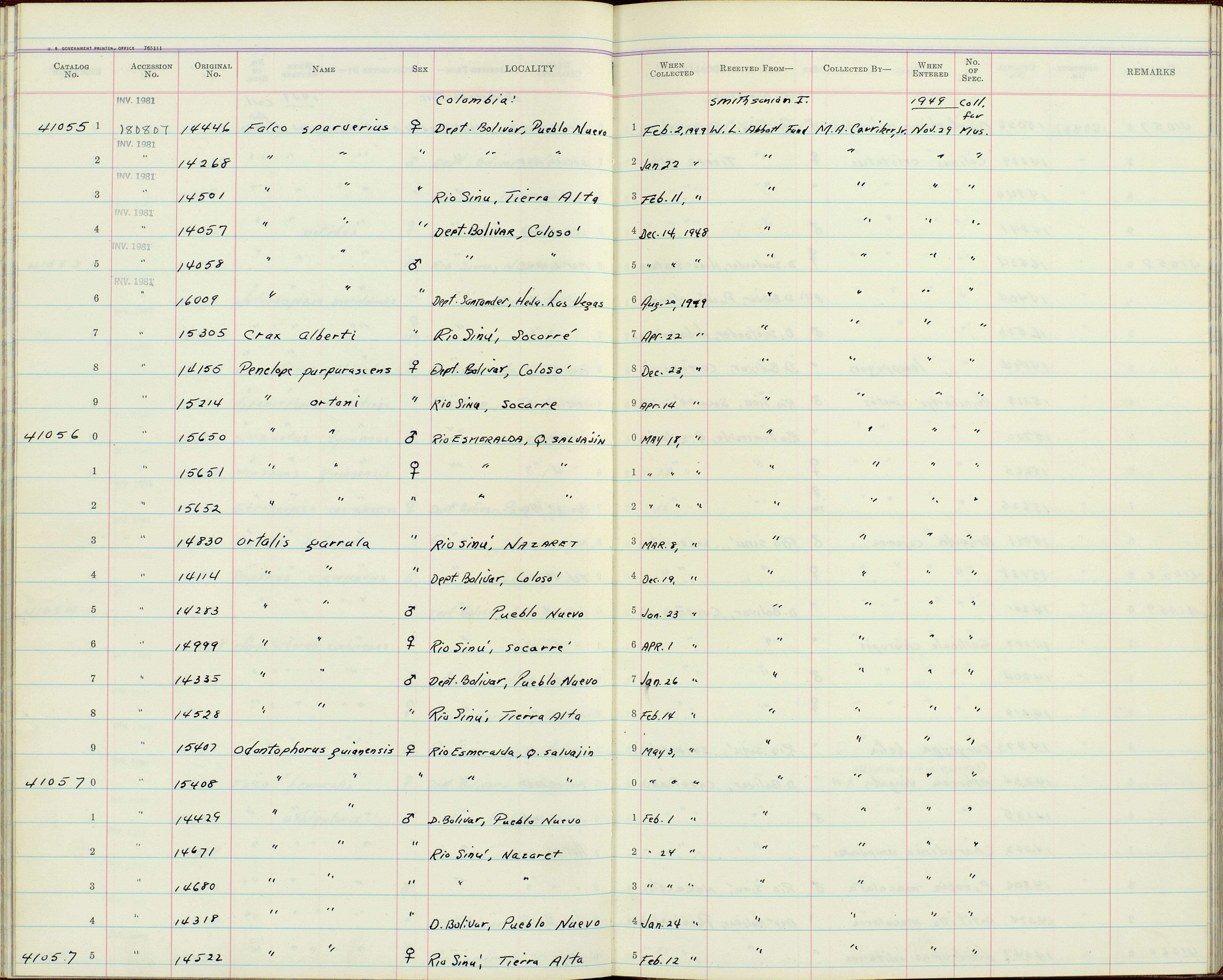 Plancia ëd Ortalis garrula (Humboldt 1805)