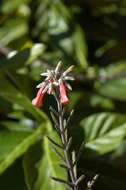 Image of Chandelier plant