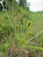 Image of pine barren flatsedge