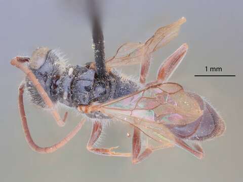 Image of Black cockroach wasp