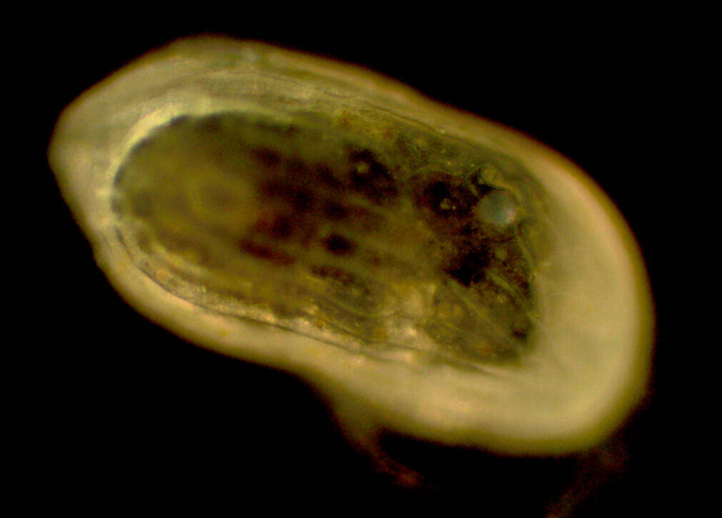 Image of Ostracoda