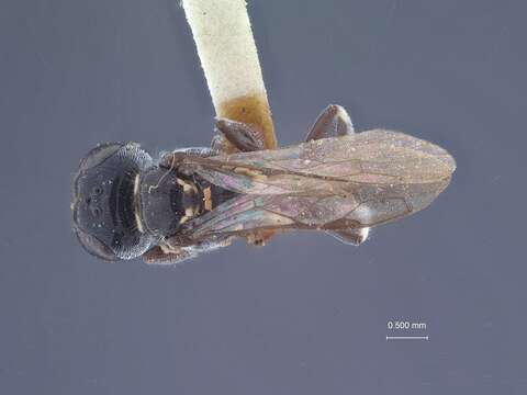 Image of Sphecidae