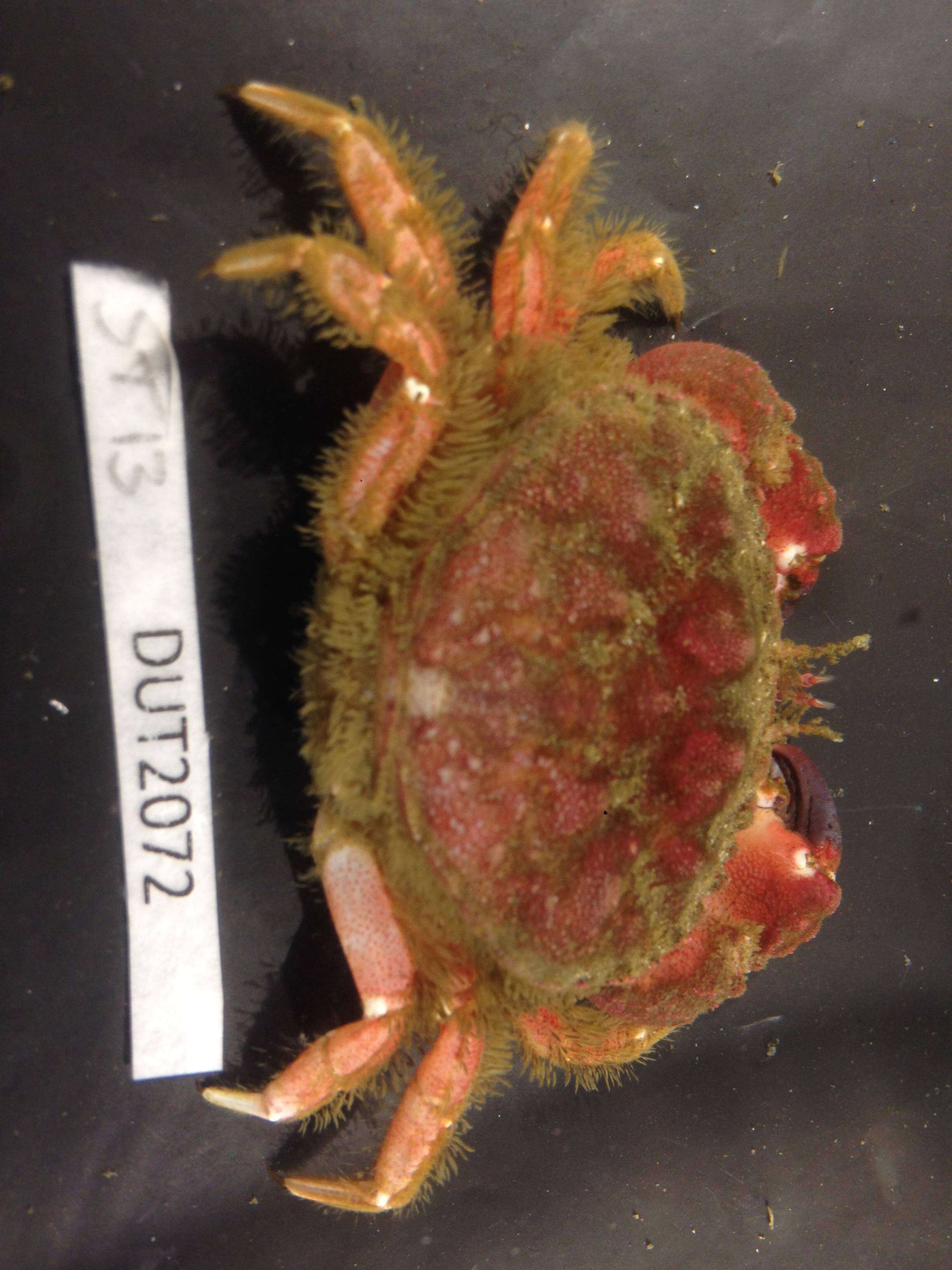 Image de Glebocarcinus oregonensis (Dana 1852)