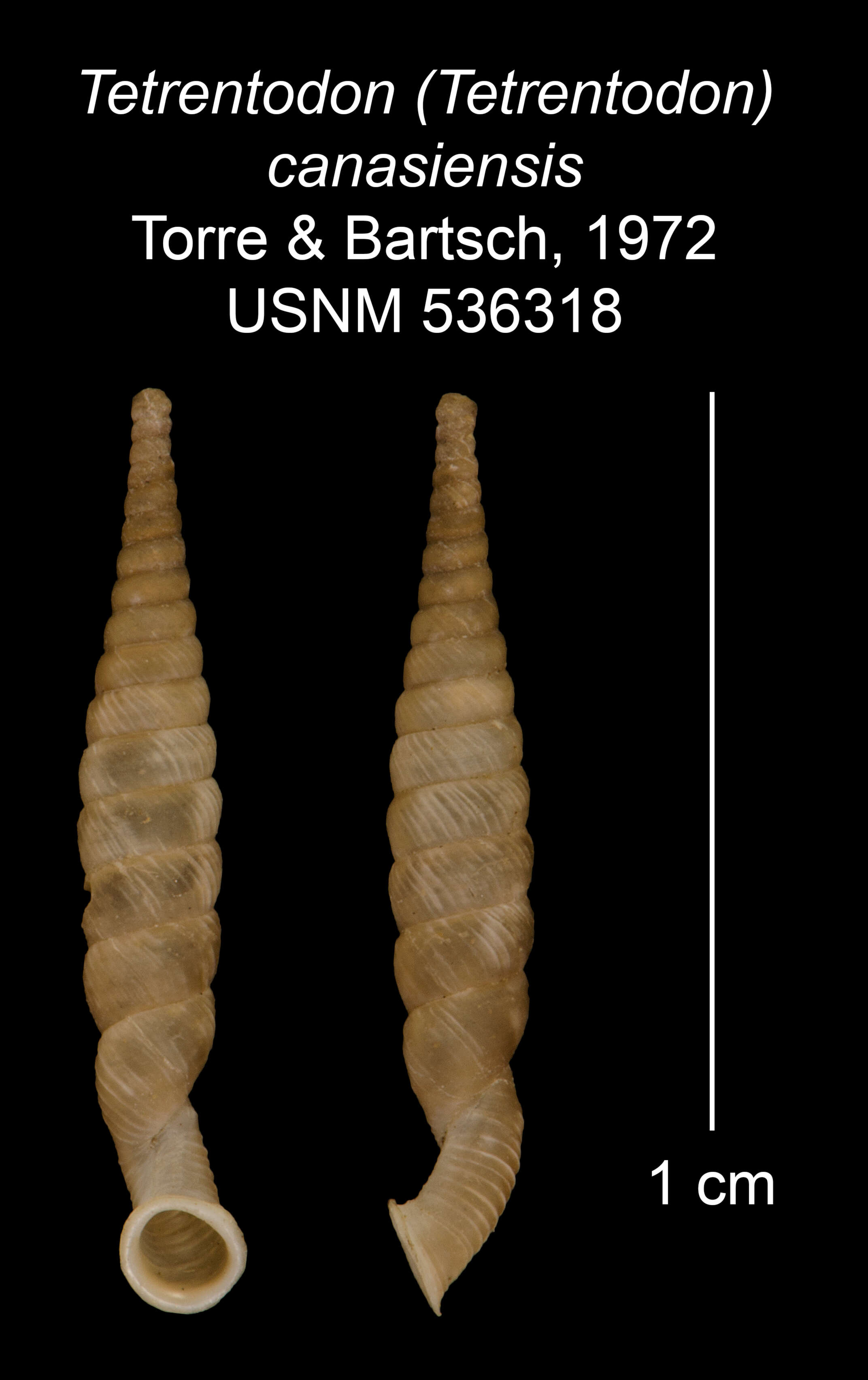 Image of Tetrentodon canasiensis C. de la Torre & Bartsch 1972