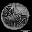 Image of Caryophyllia (Caryophyllia) antarctica Marenzeller 1904