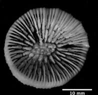 صورة Caryophyllia (Caryophyllia) antarctica Marenzeller 1904