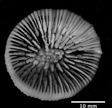 Image de Caryophyllia (Caryophyllia) antarctica Marenzeller 1904