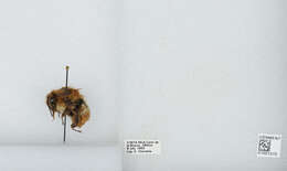 Bombus ephippiatus Say 1837 resmi