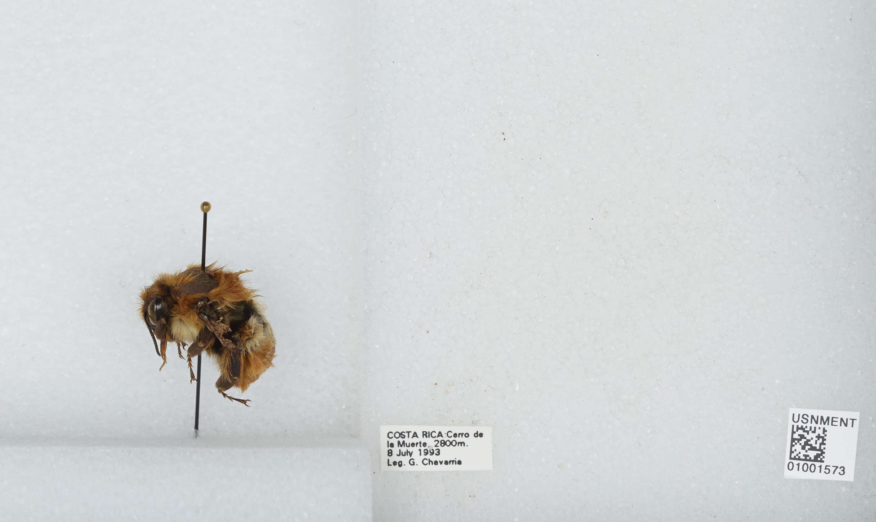 Bombus ephippiatus Say 1837 resmi