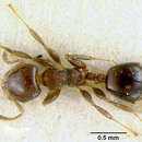 Image of Gauromyrmex Menozzi 1933