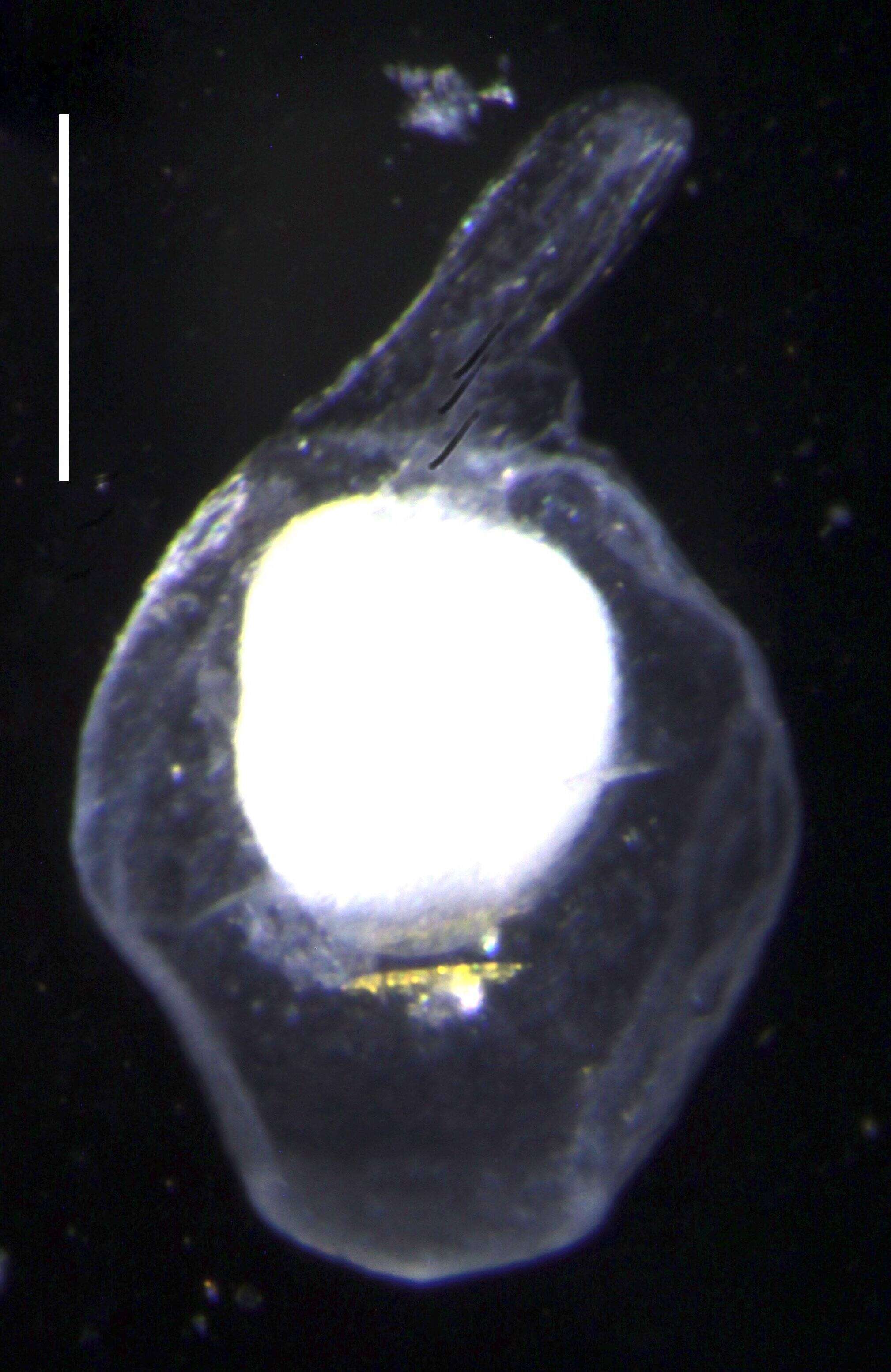 Sivun Apolemia rubriversa Siebert, Pugh, Haddock & Dunn 2013 kuva