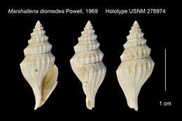 Image of Marshallena diomedea Powell 1969