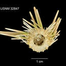 Sivun Caenopedina pulchella (A. Agassiz & H. L. Clark 1907) kuva