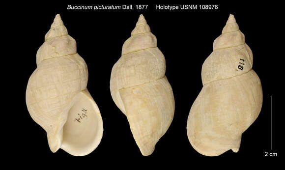 Image of Buccinum mirandum picturatum Dall 1877