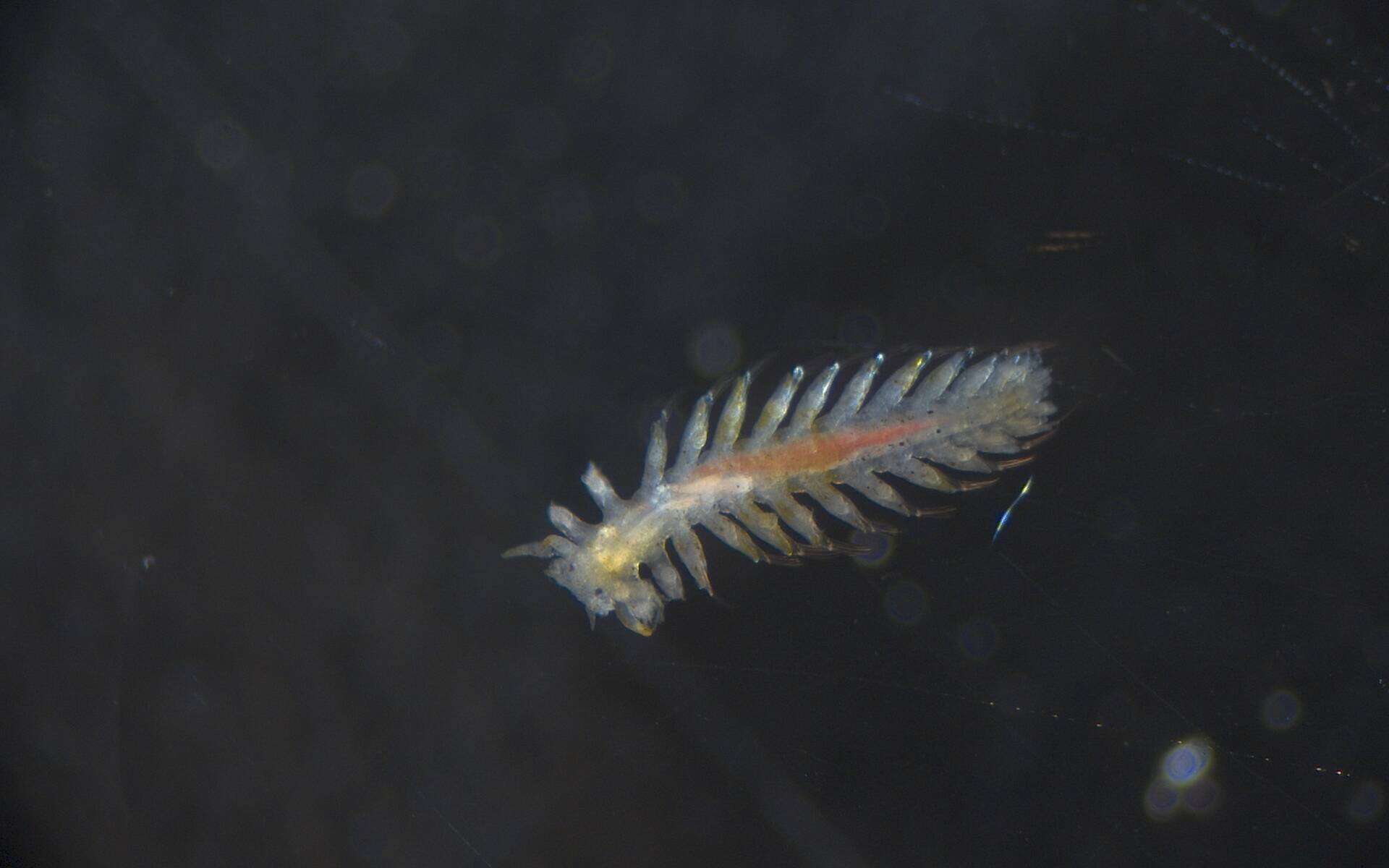 Image of Phyllodocidae