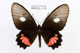 Image of Parides vertumnus (Cramer (1779))