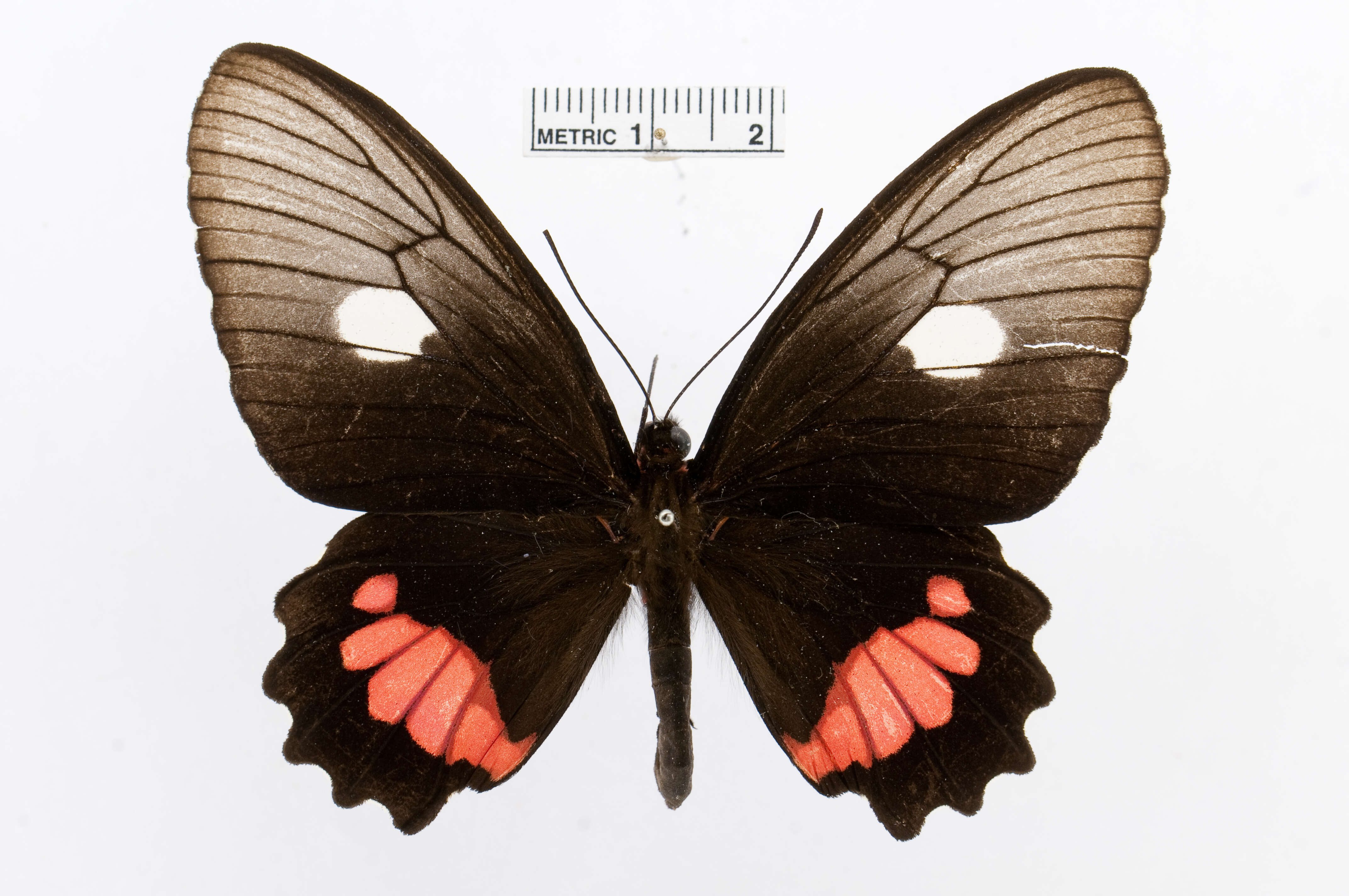 Image of Parides vertumnus (Cramer (1779))