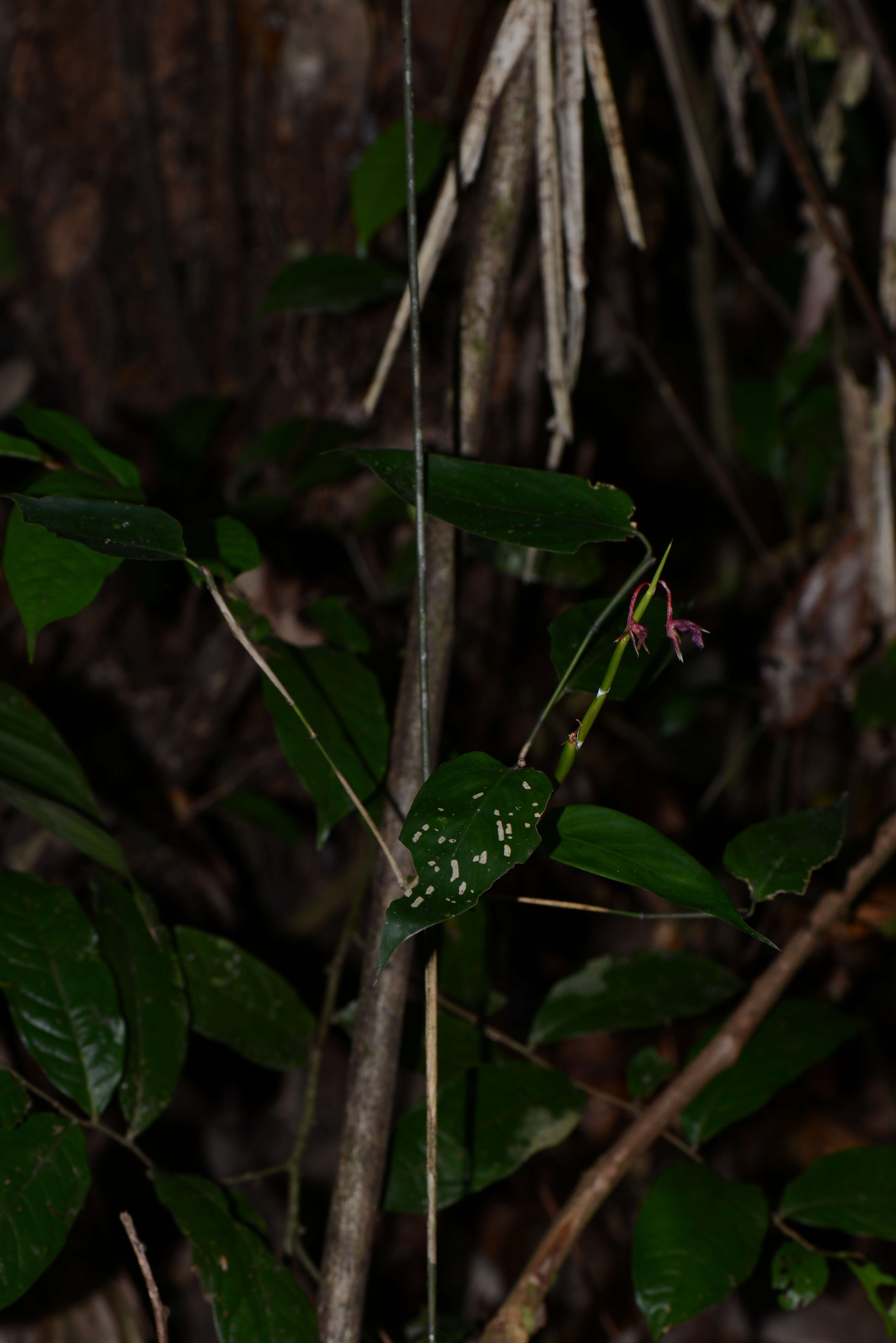 Image of Ischnosiphon gracilis subsp. gracilis