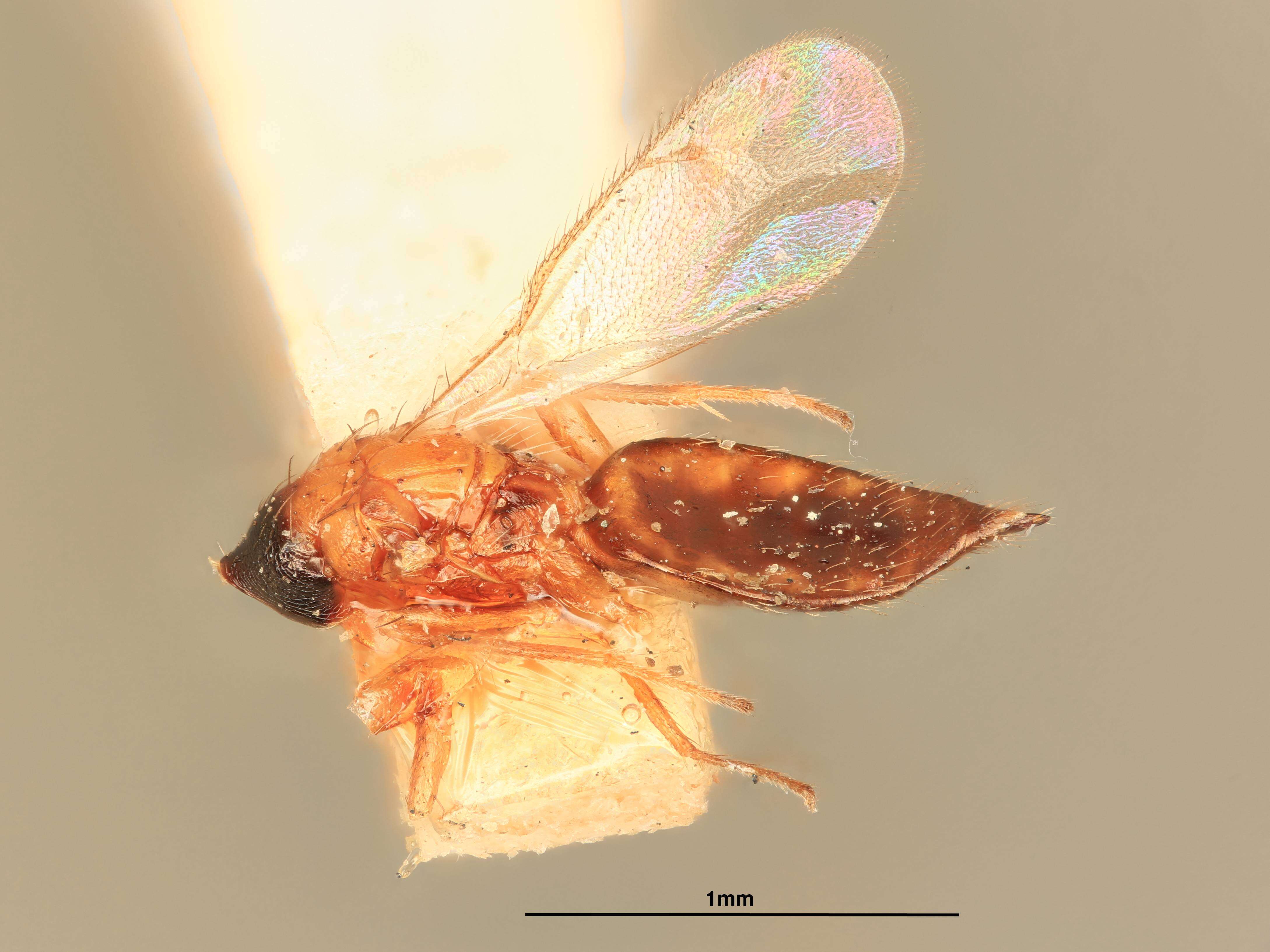 Image of Miotropis nigriprothorax (Girault 1916)