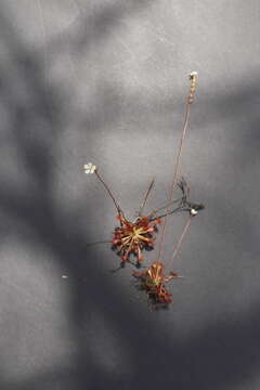 Imagem de Drosera capillaris Poir.