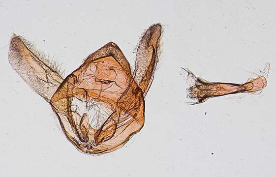 Image of Thyridopyralis gallaerandialis Dyar 1901