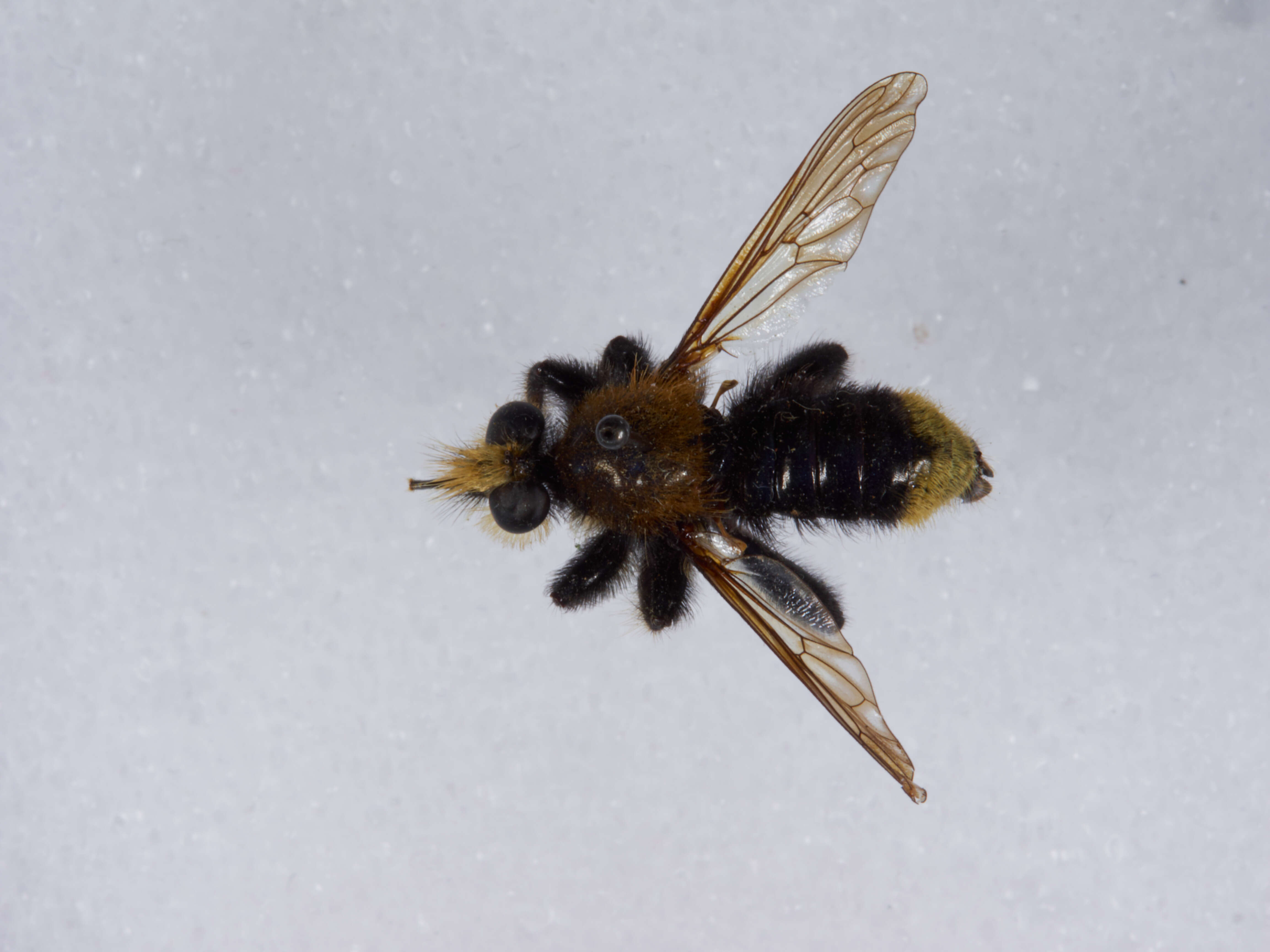 صورة Laphria columbica Walker 1866