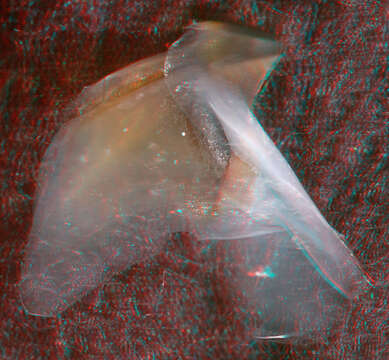 Image of pink scaled squid