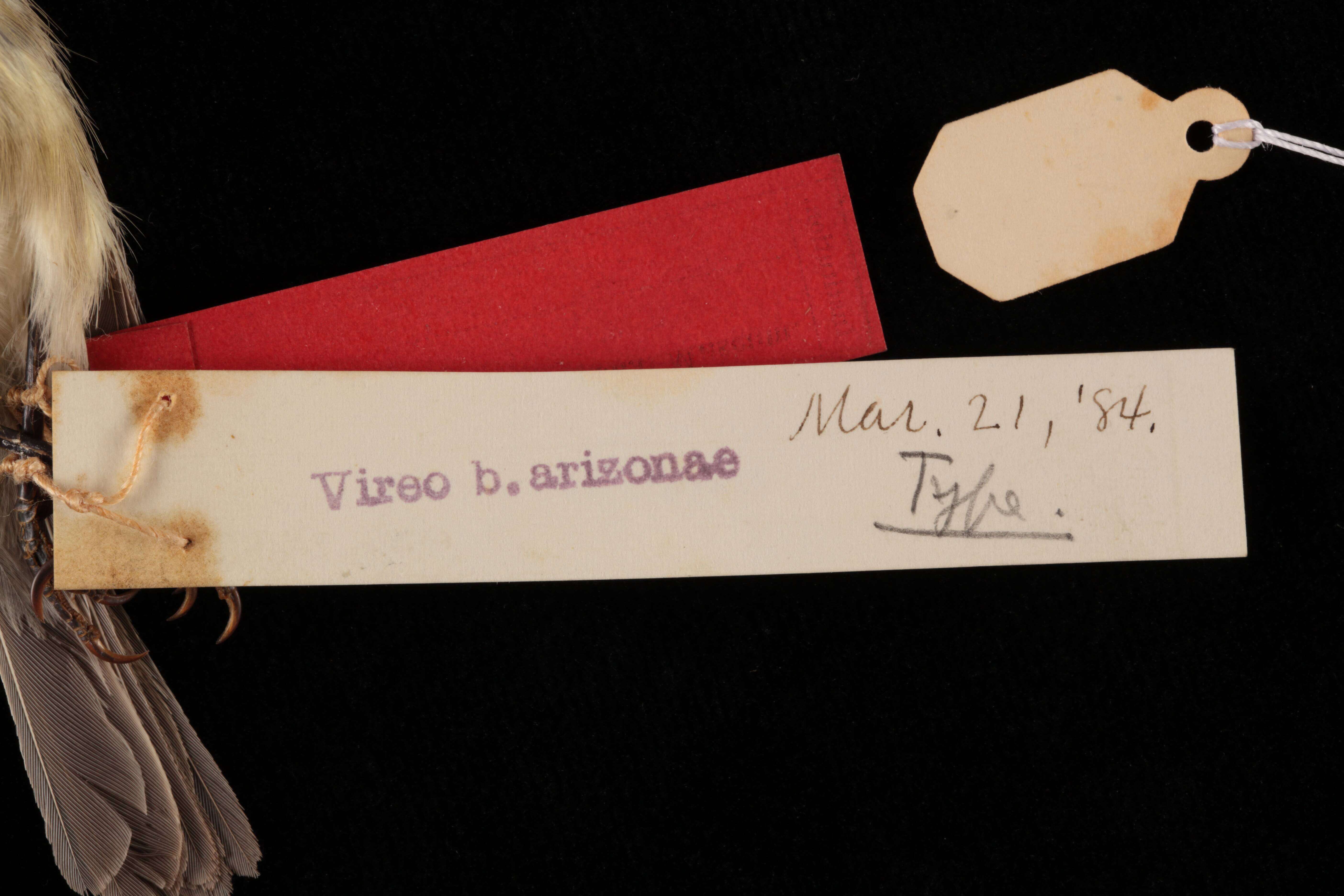 Image of Vireo bellii arizonae Ridgway 1903