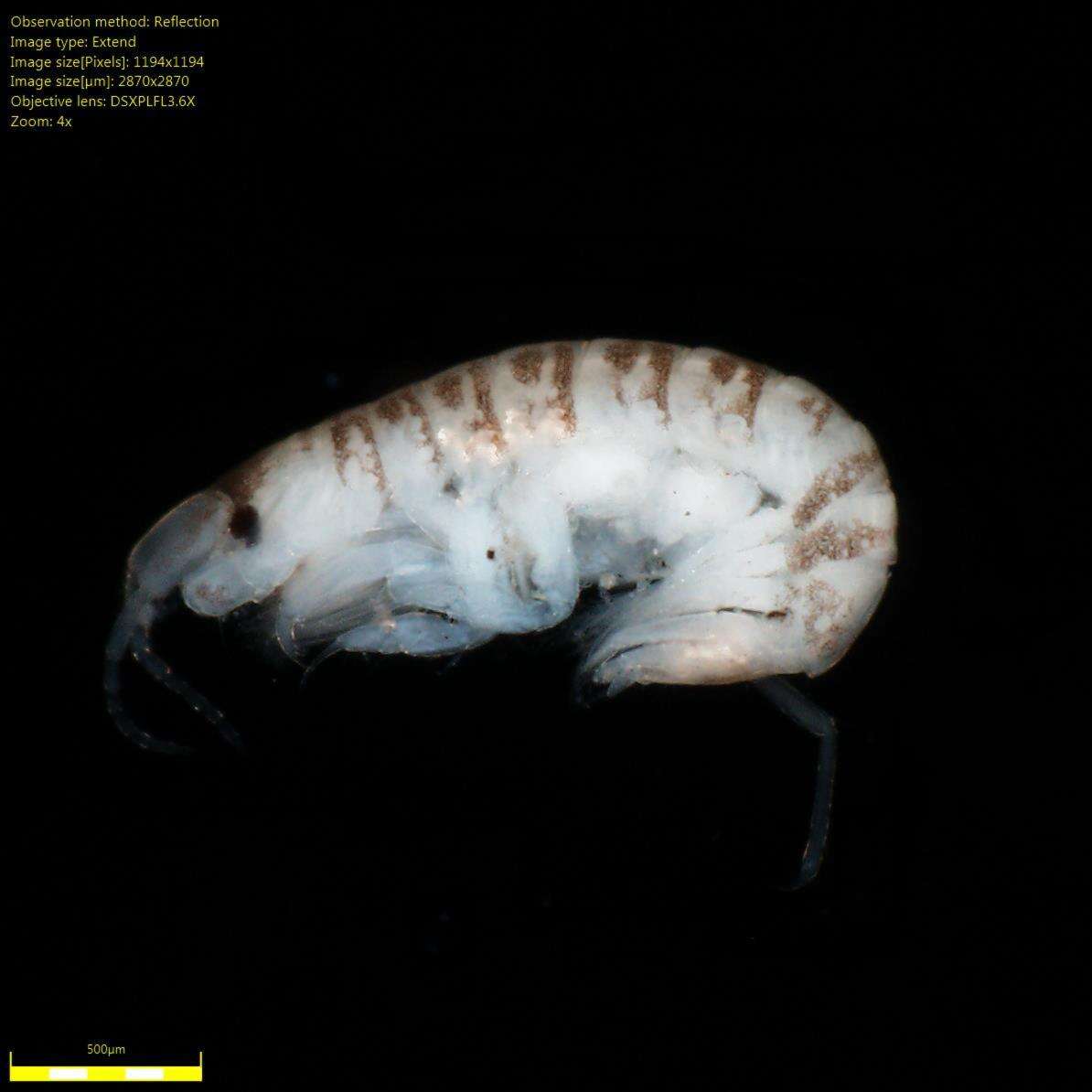 Image of Amphipoda