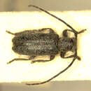 Image of Estola nigrescens Breuning 1943