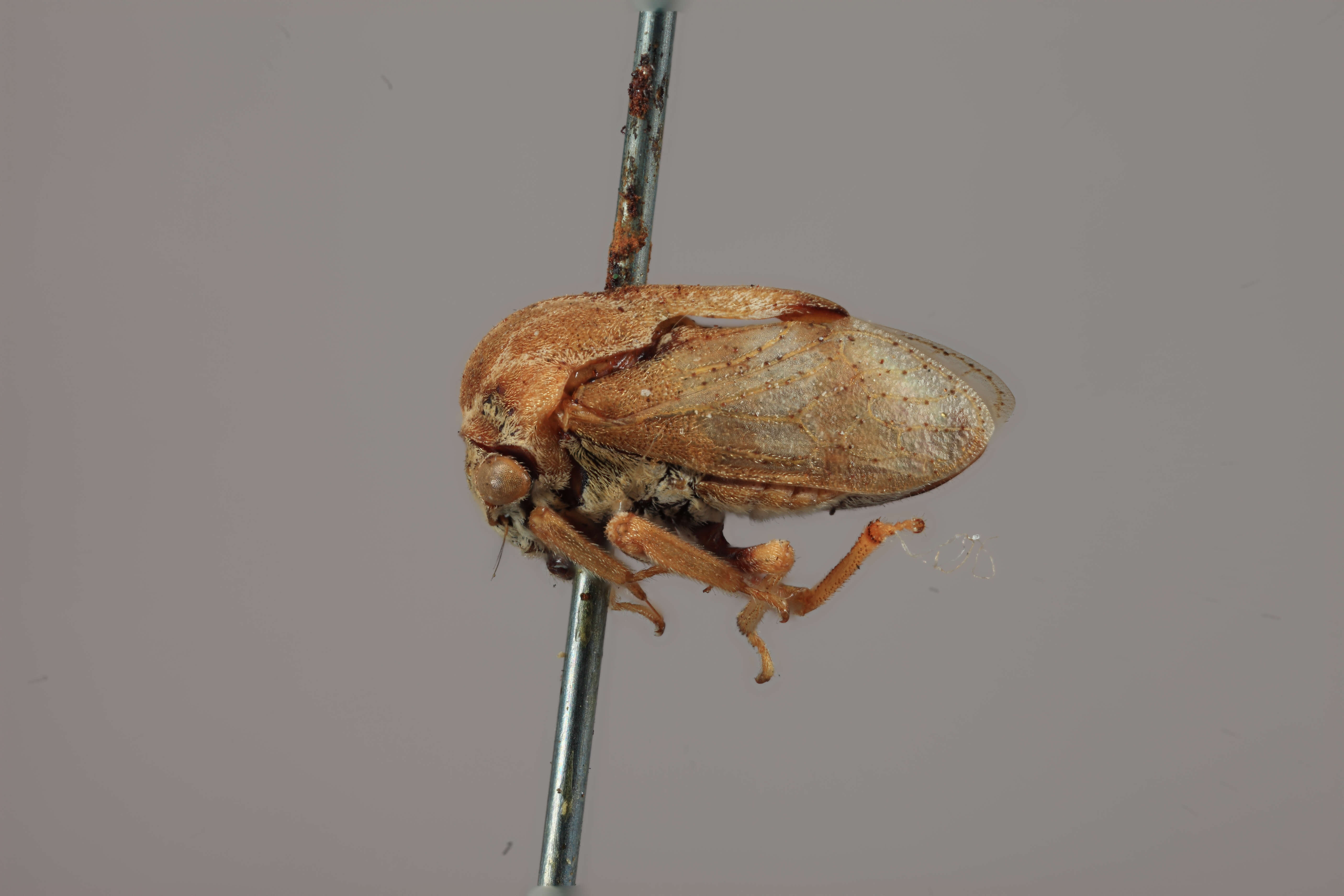 Image of Gargara tuberculata Funkhouser